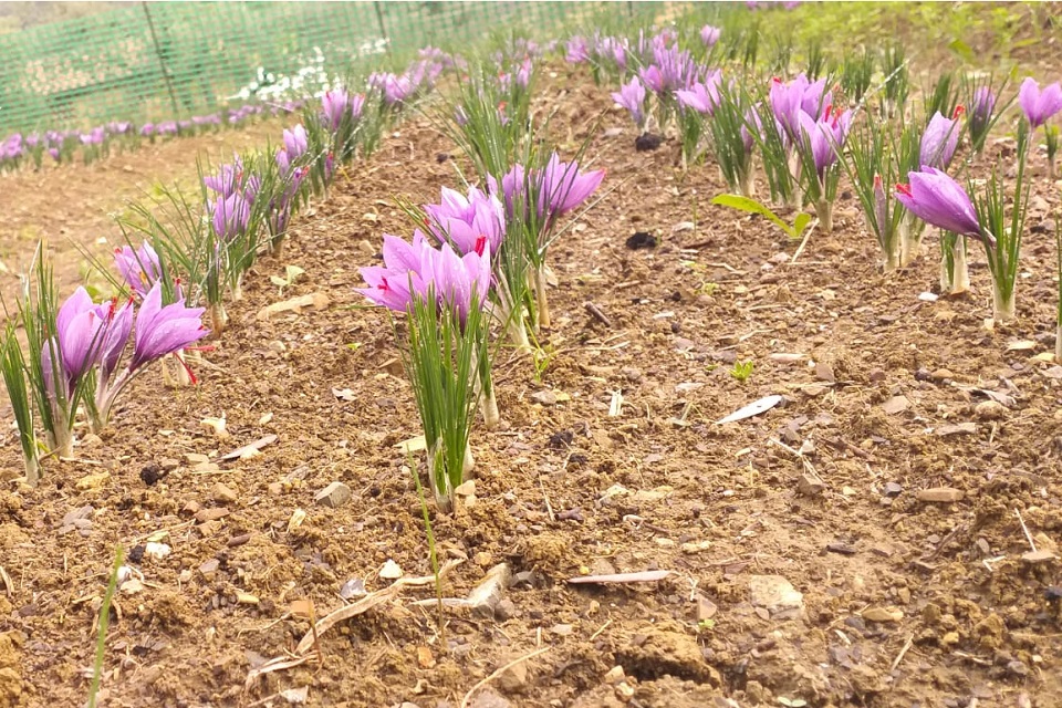 Piantine di zafferano 