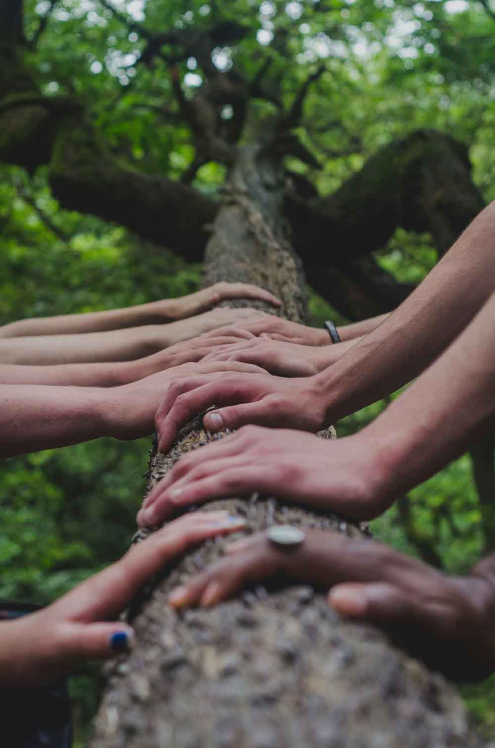 Forest bathing Forest bathing