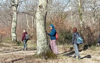 forest bathing