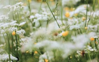 fiori di campo